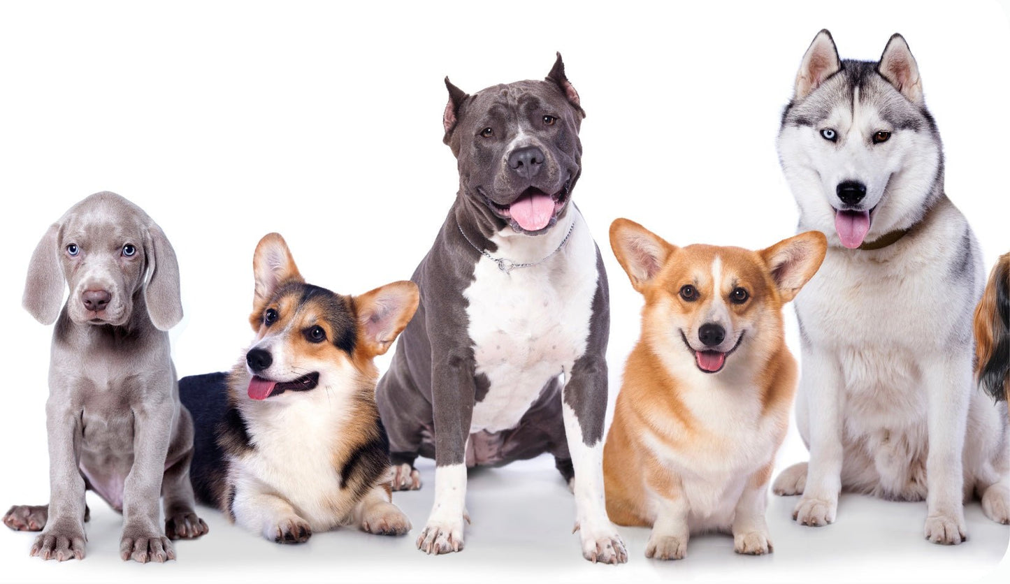 Stationary Maintenance Bath - pawsTHRIVE Processing