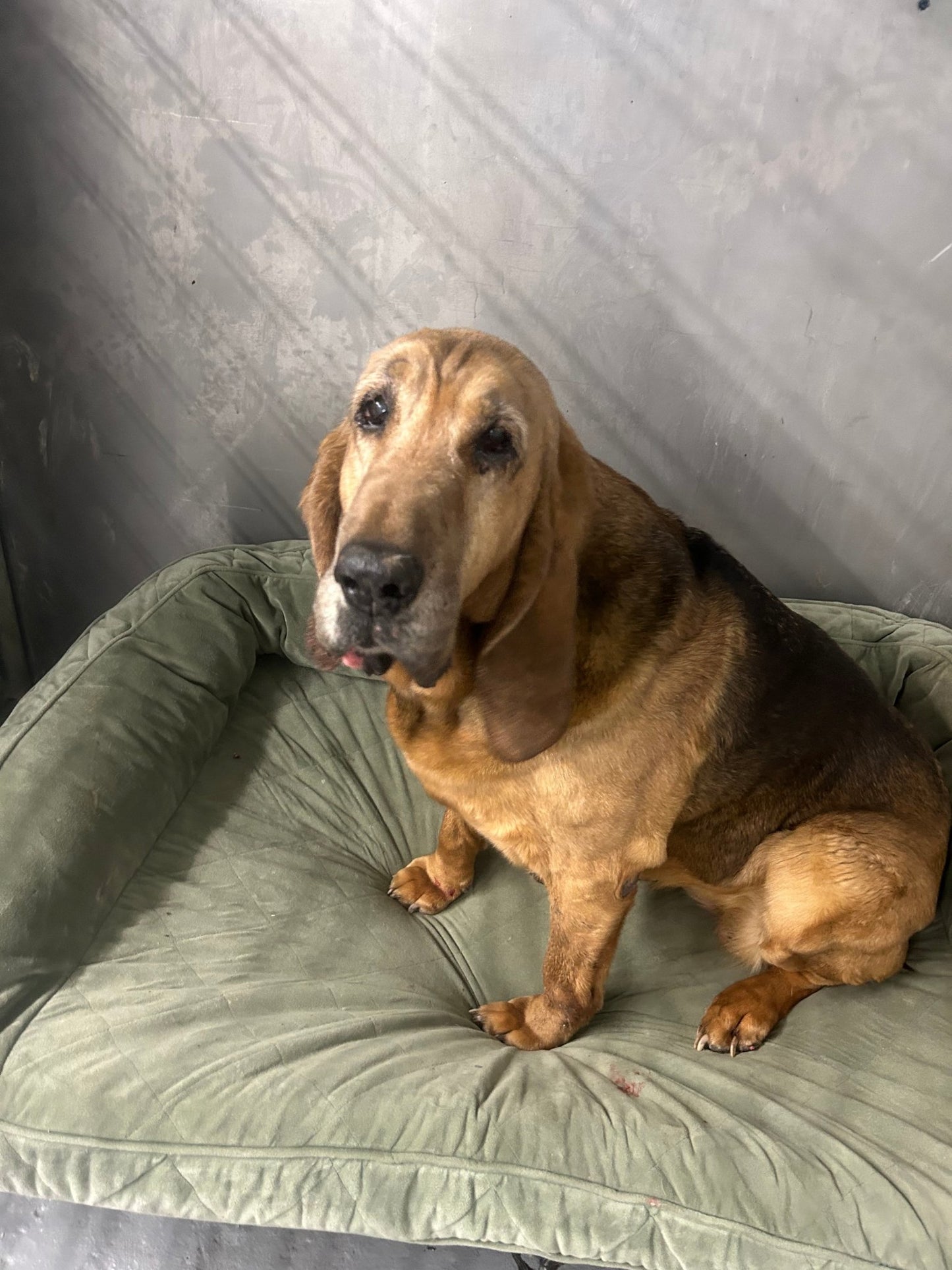 15 Pounds of pawsTHRIVE's Original Blend 1" Cubes - pawsTHRIVE Processing