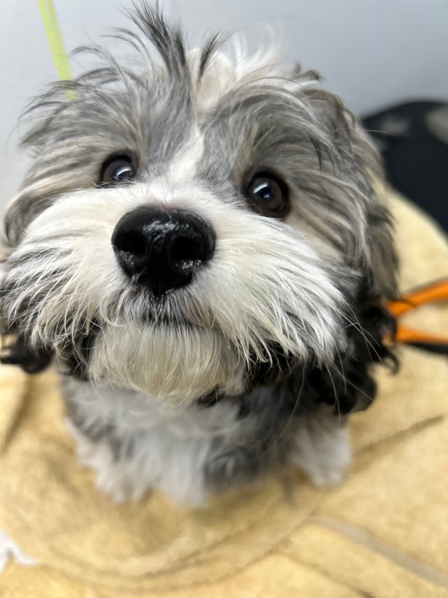 Full Grooming For Scissor Cuts 5/8" to 1" - pawsTHRIVE Processing