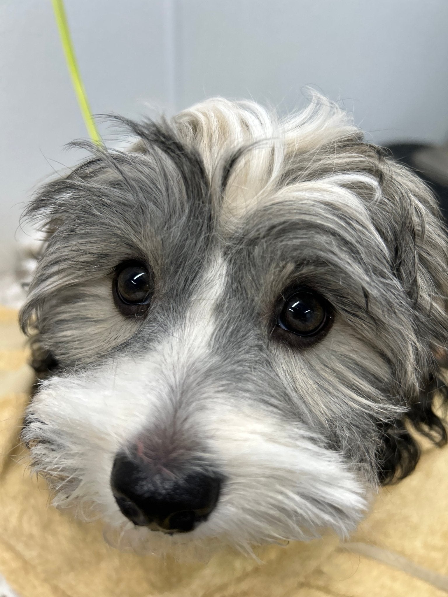 Full Grooming For Scissor Cuts 5/8" to 1" - pawsTHRIVE Processing