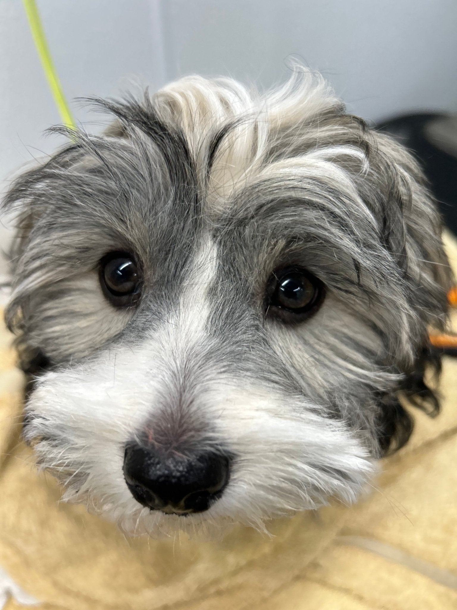 Full Grooming For Scissor Cuts 5/8" to 1" - pawsTHRIVE Processing