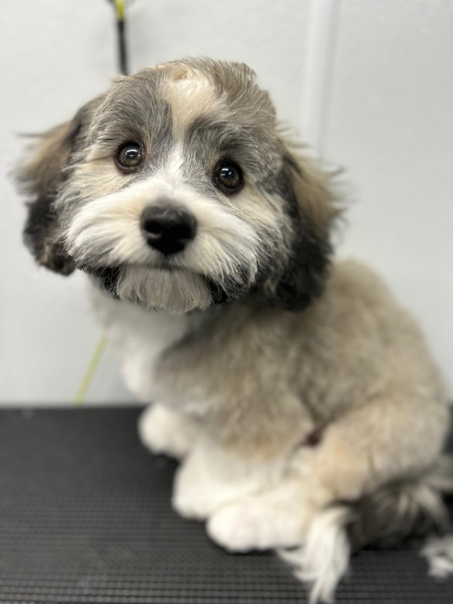 Full Grooming For Scissor Cuts 5/8" to 1" - pawsTHRIVE Processing