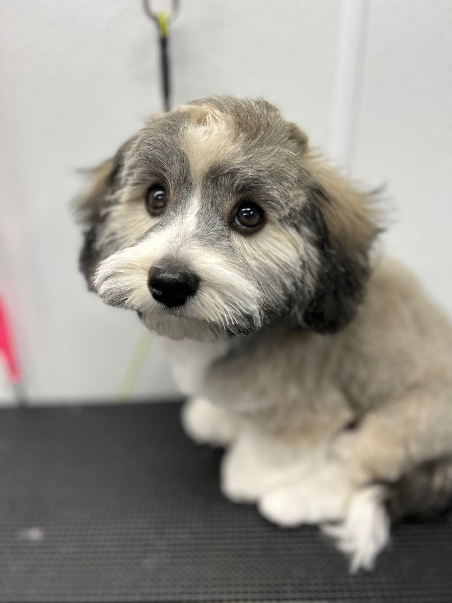 Full Grooming For Scissor Cuts 5/8" to 1" - pawsTHRIVE Processing