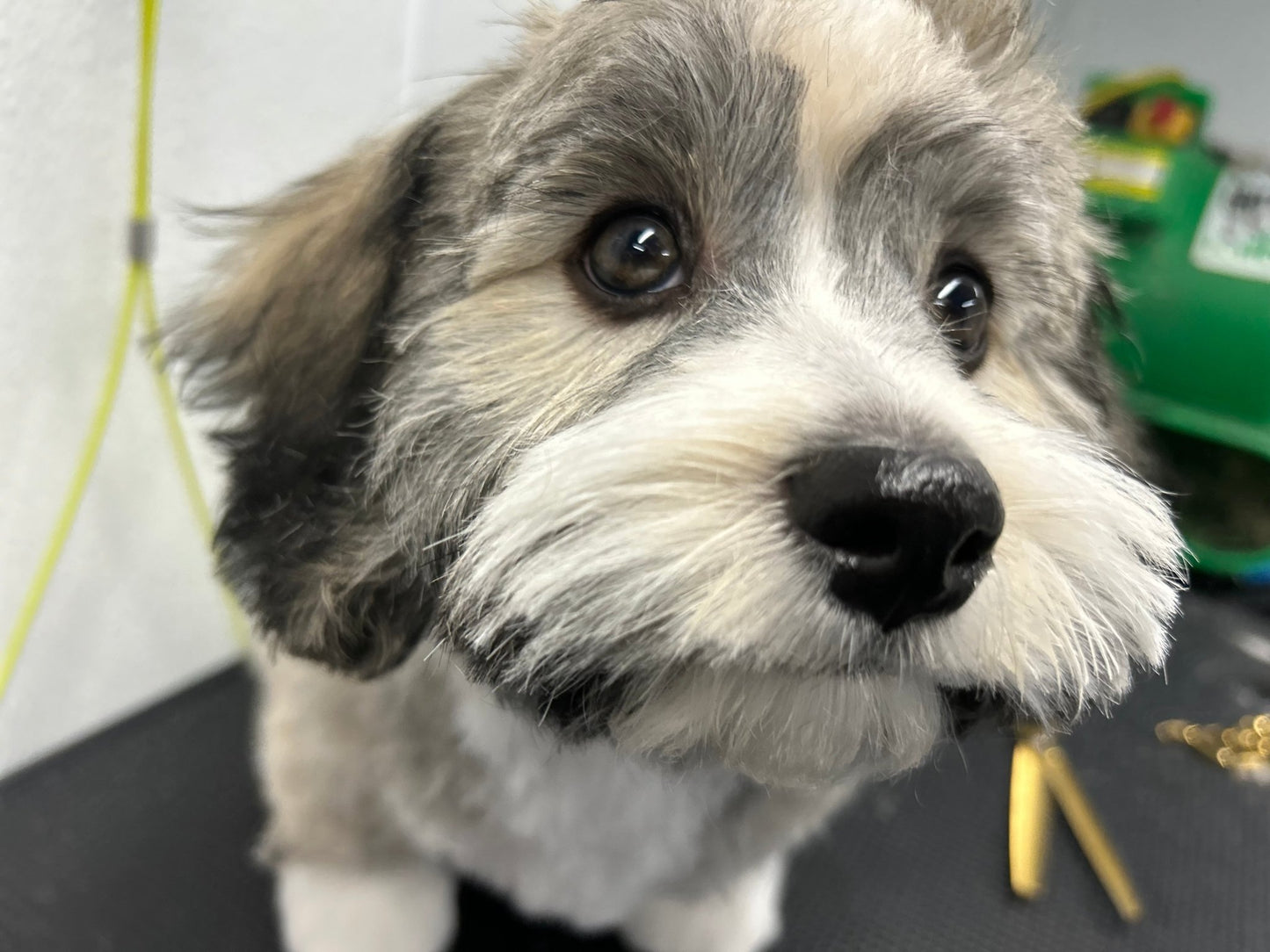 Full Grooming For Scissor Cuts 5/8" to 1" - pawsTHRIVE Processing