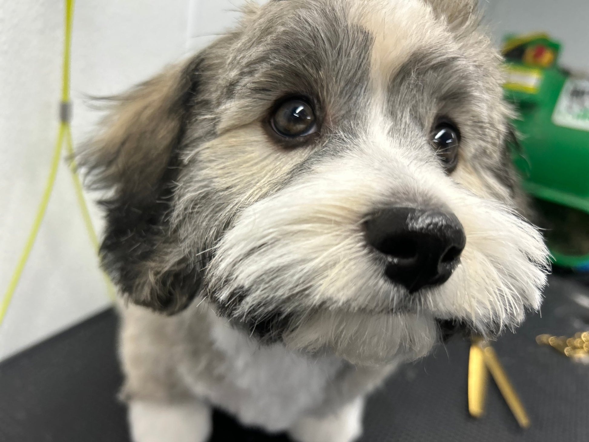 Full Grooming For Scissor Cuts 5/8" to 1" - pawsTHRIVE Processing