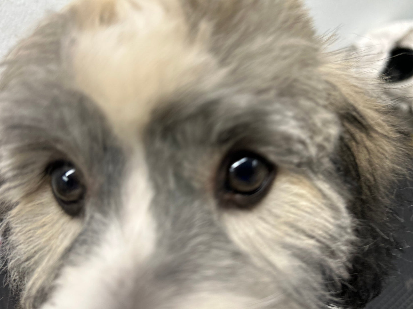 Full Grooming For Scissor Cuts 5/8" to 1" - pawsTHRIVE Processing