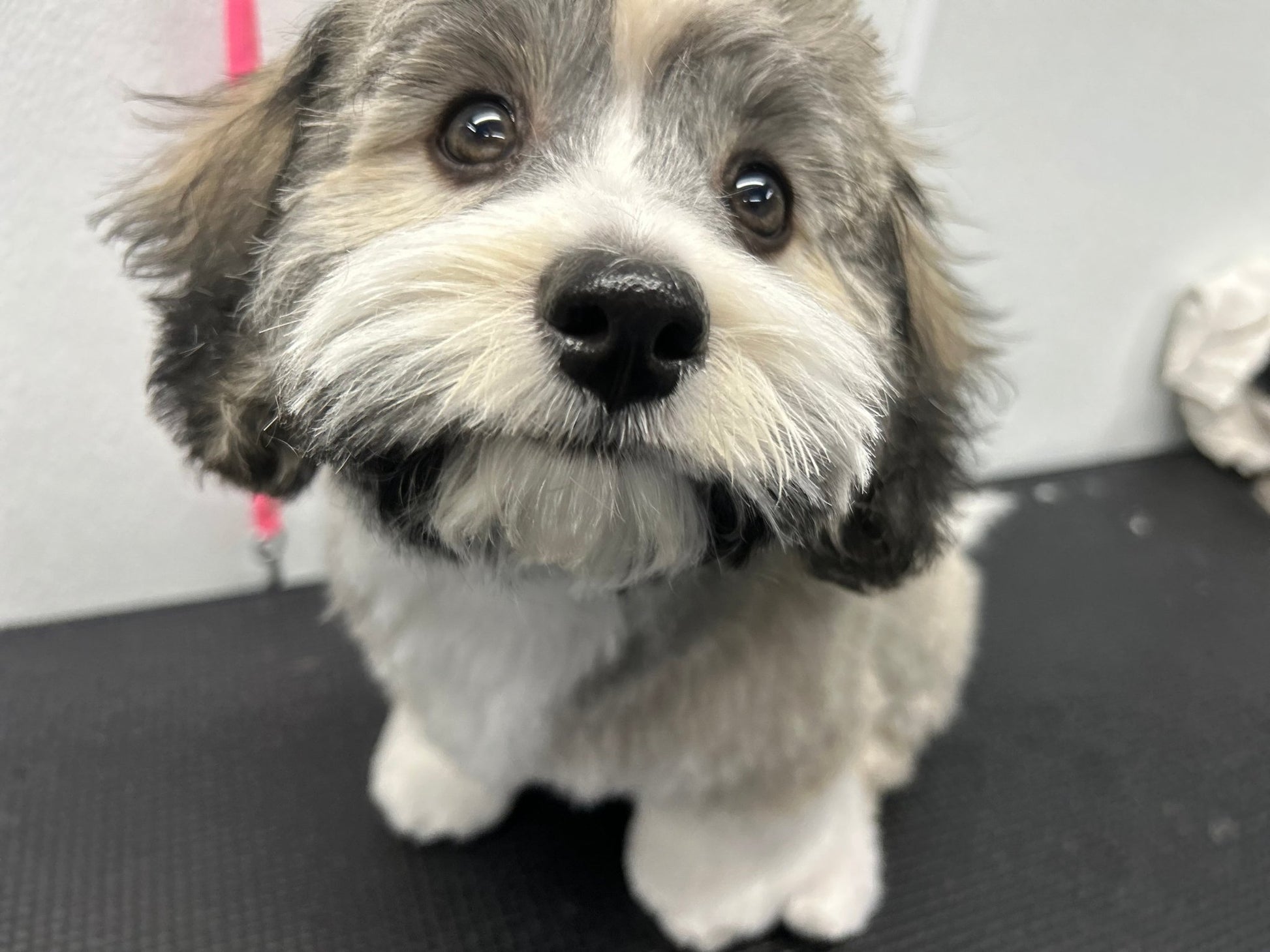 Full Grooming For Scissor Cuts 5/8" to 1" - pawsTHRIVE Processing