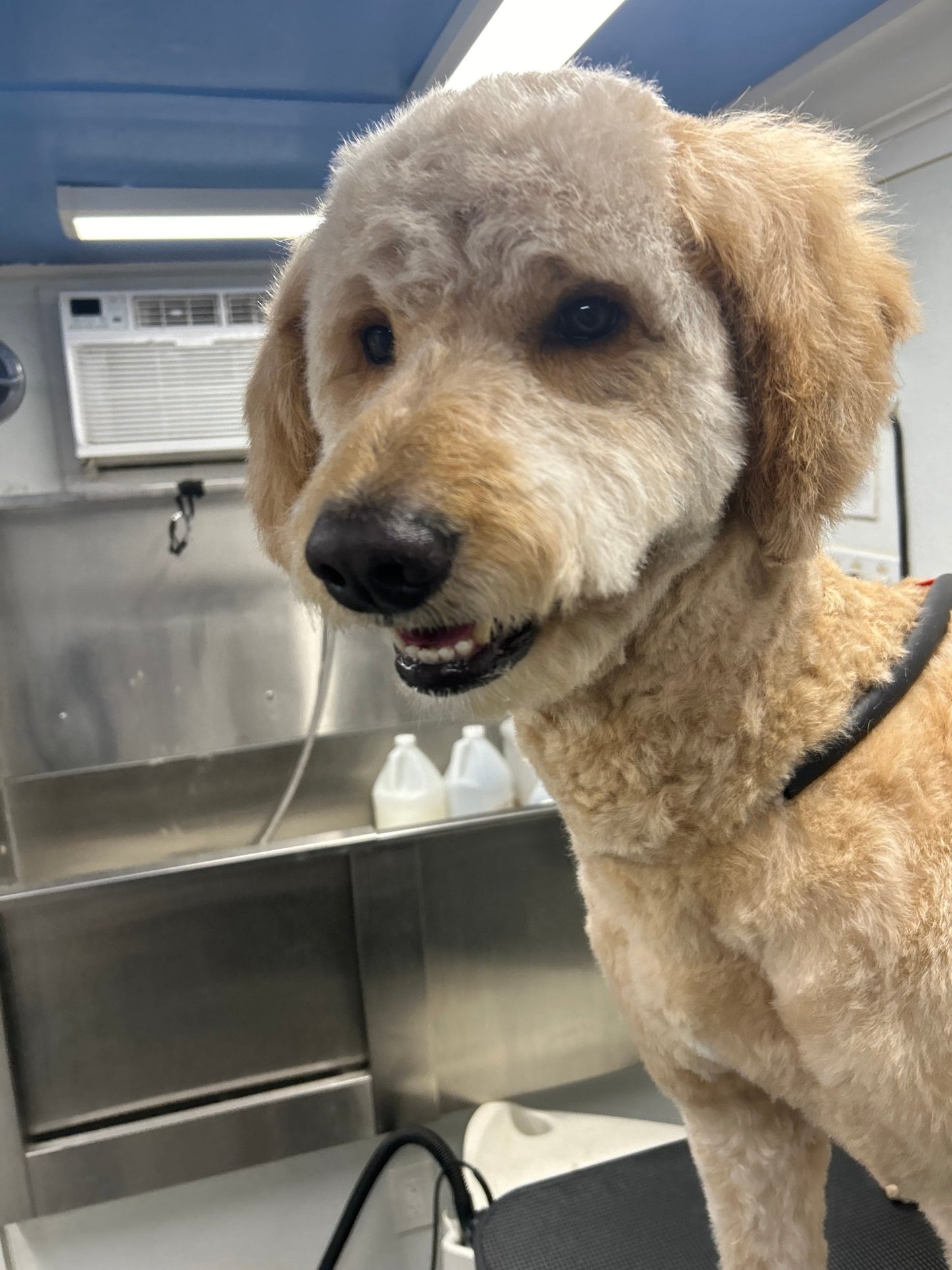 Full Grooming (hair length 1/6" to 1/2") - pawsTHRIVE Processing