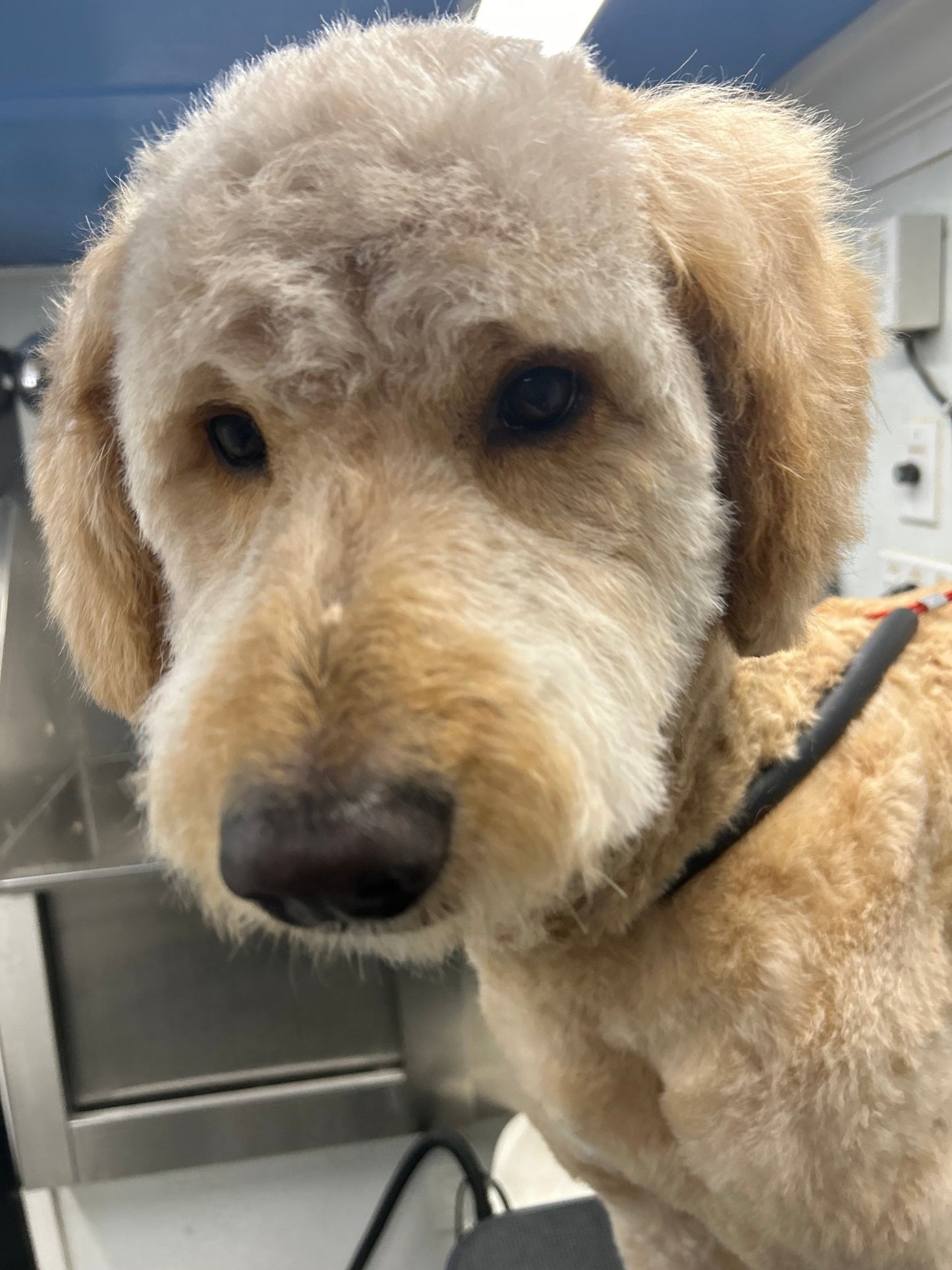 Full Grooming (hair length 1/6" to 1/2") - pawsTHRIVE Processing