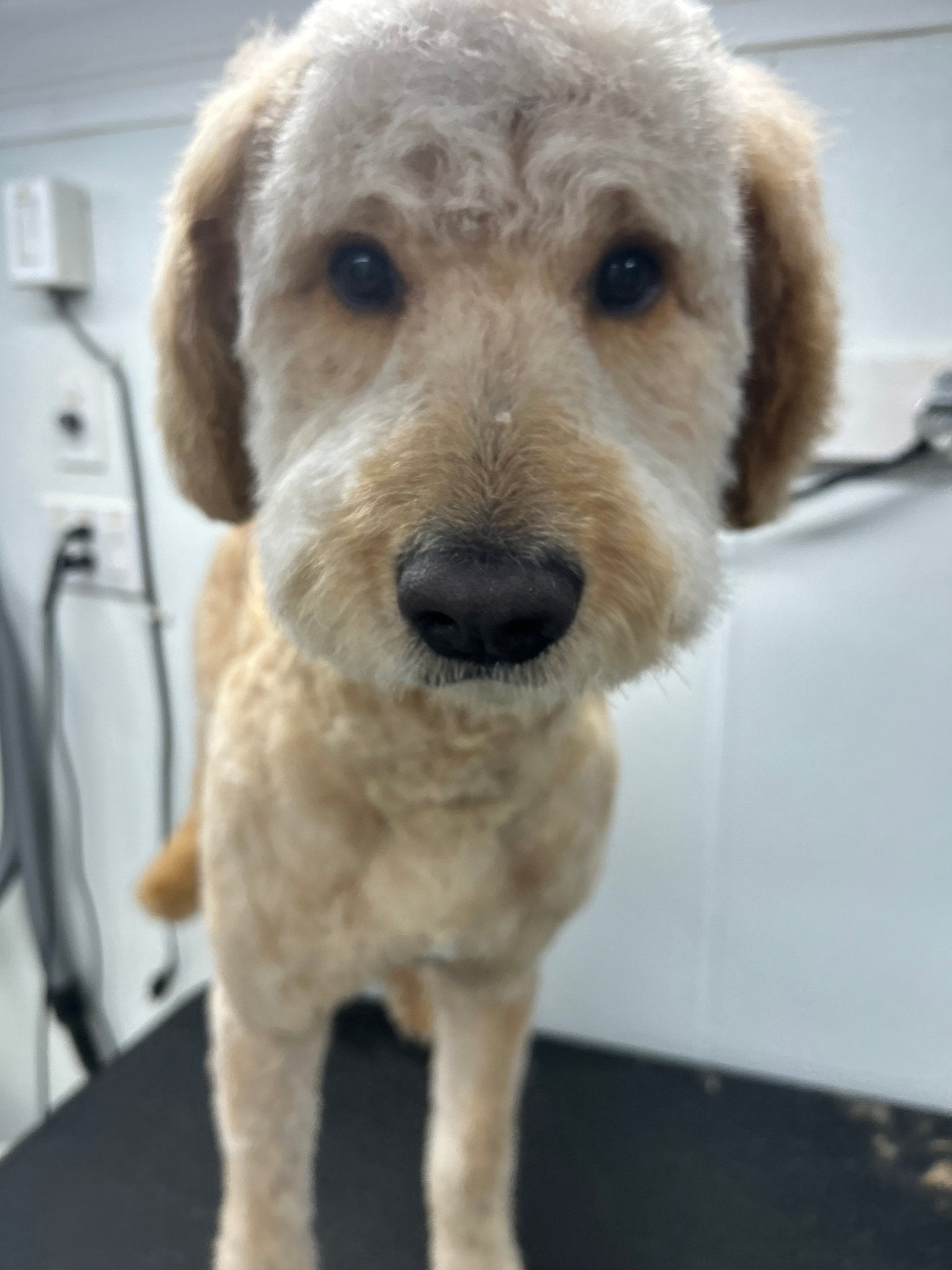 Full Grooming (hair length 1/6" to 1/2") - pawsTHRIVE Processing