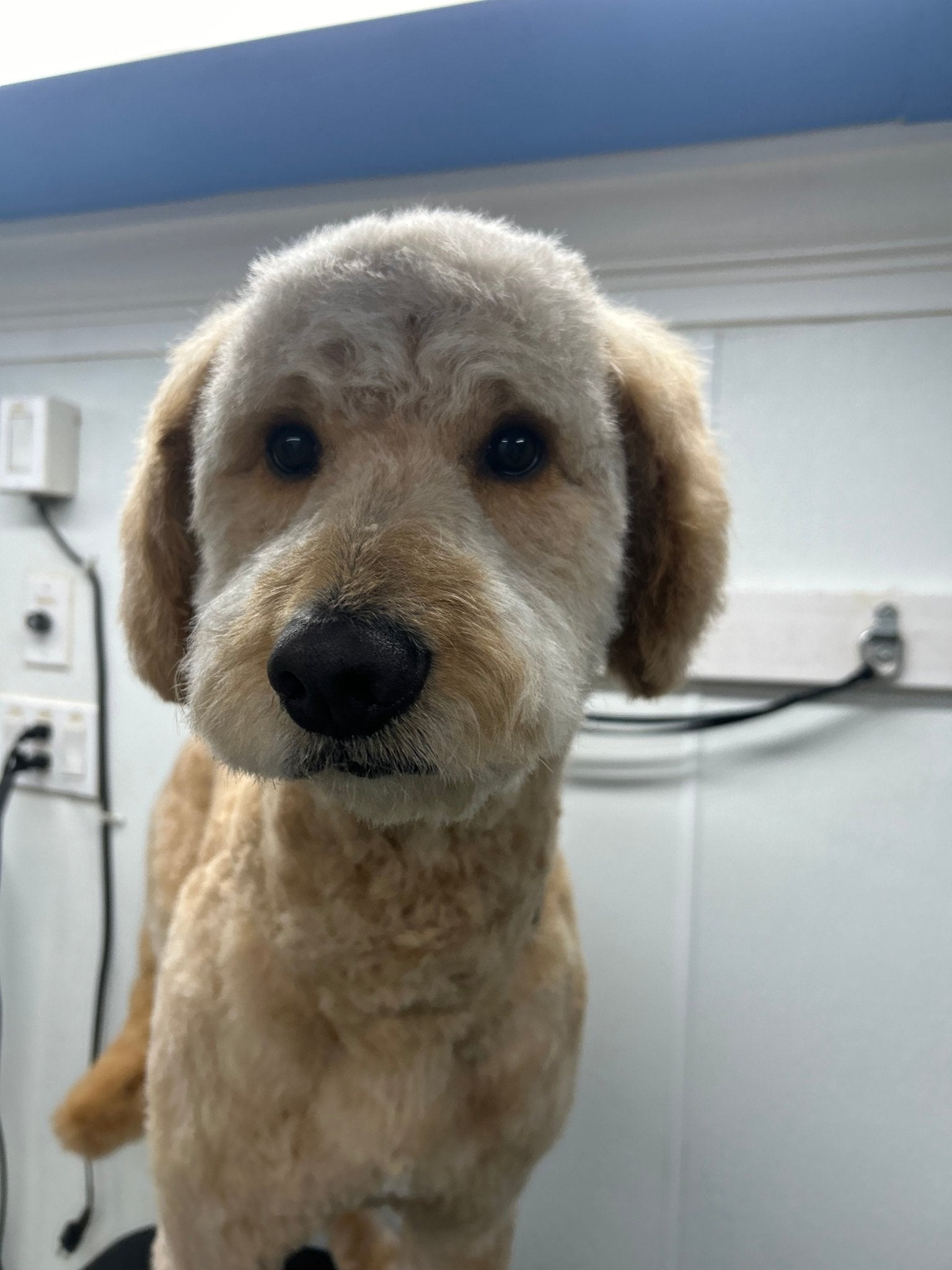 Full Grooming (hair length 1/6" to 1/2") - pawsTHRIVE Processing