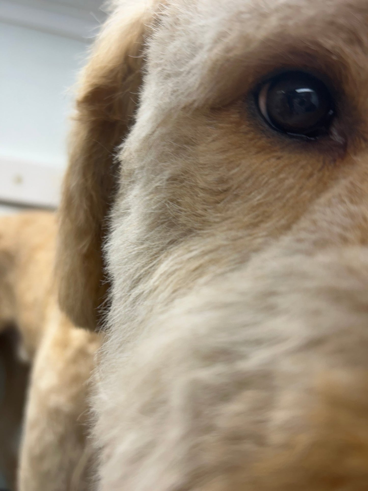 Full Grooming (hair length 1/6" to 1/2") - pawsTHRIVE Processing