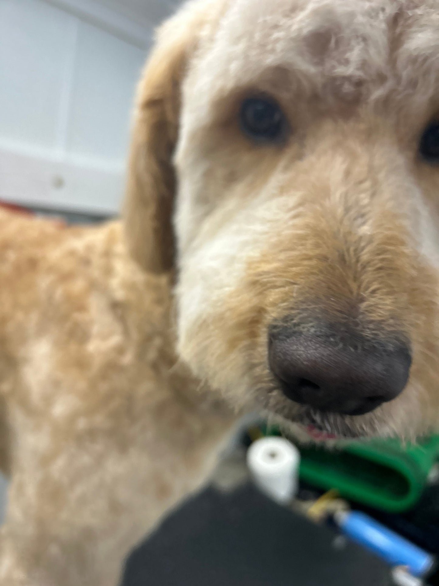 Full Grooming (hair length 1/6" to 1/2") - pawsTHRIVE Processing