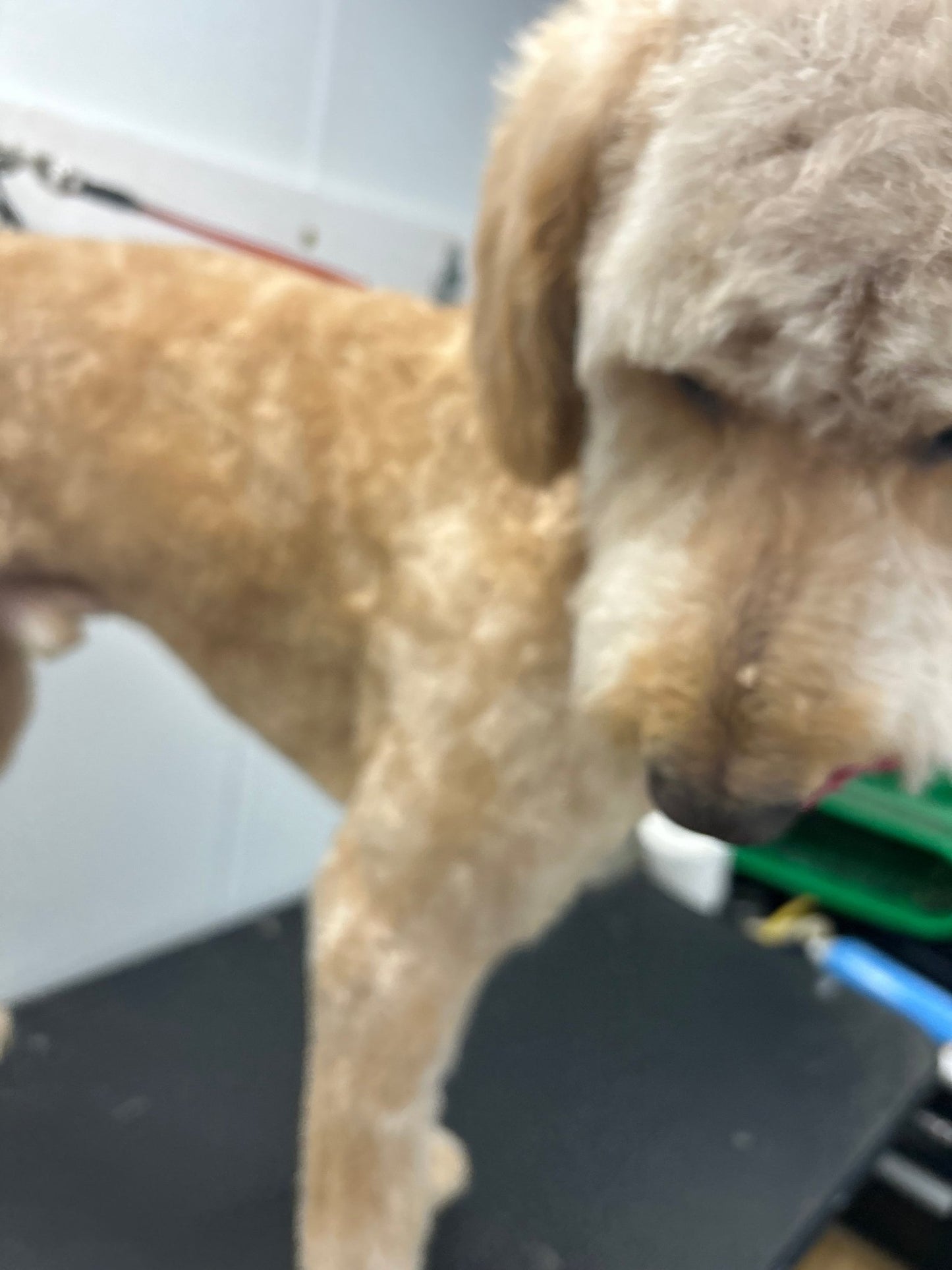 Full Grooming (hair length 1/6" to 1/2") - pawsTHRIVE Processing