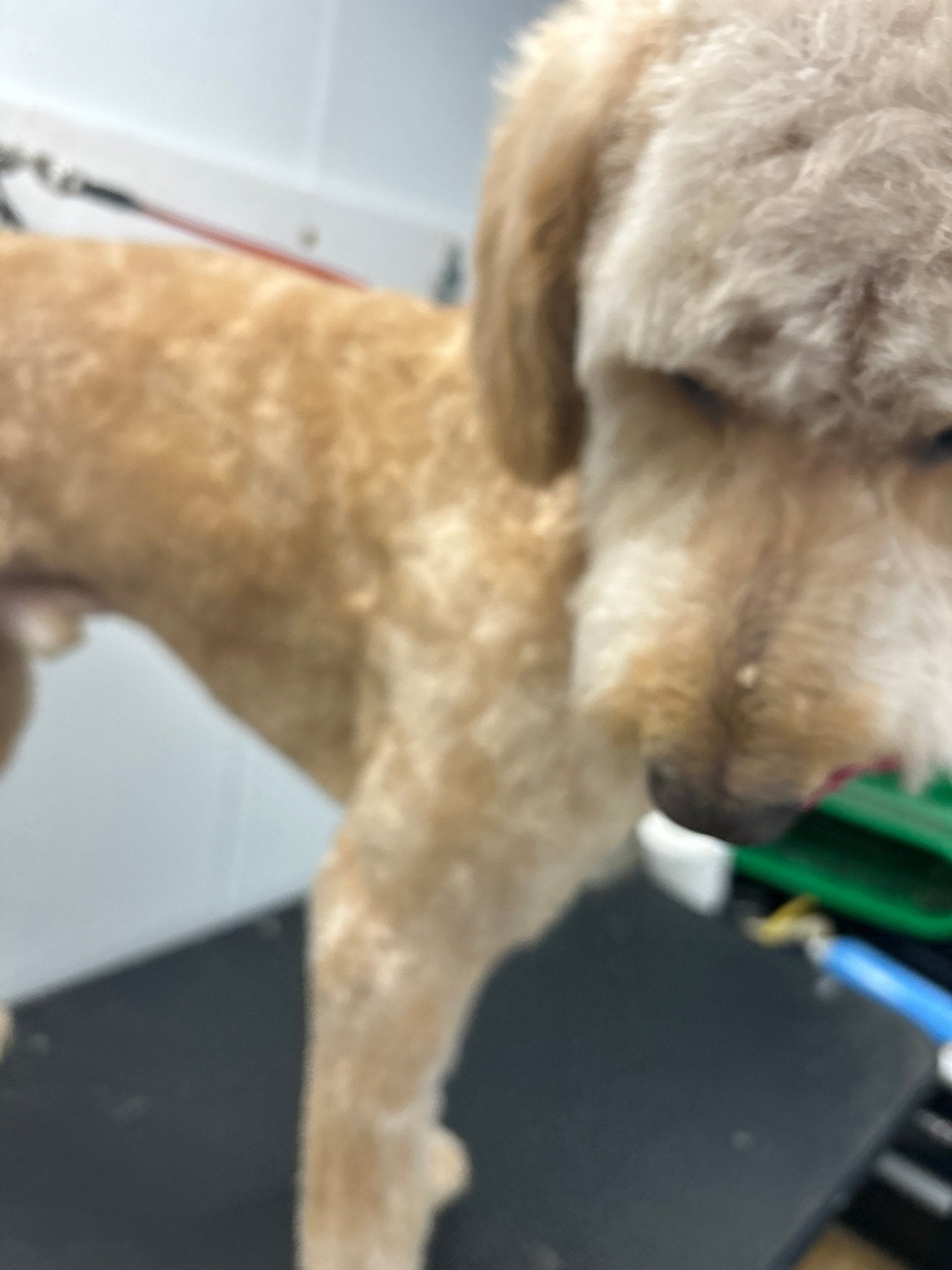 Full Grooming (hair length 1/6" to 1/2") - pawsTHRIVE Processing