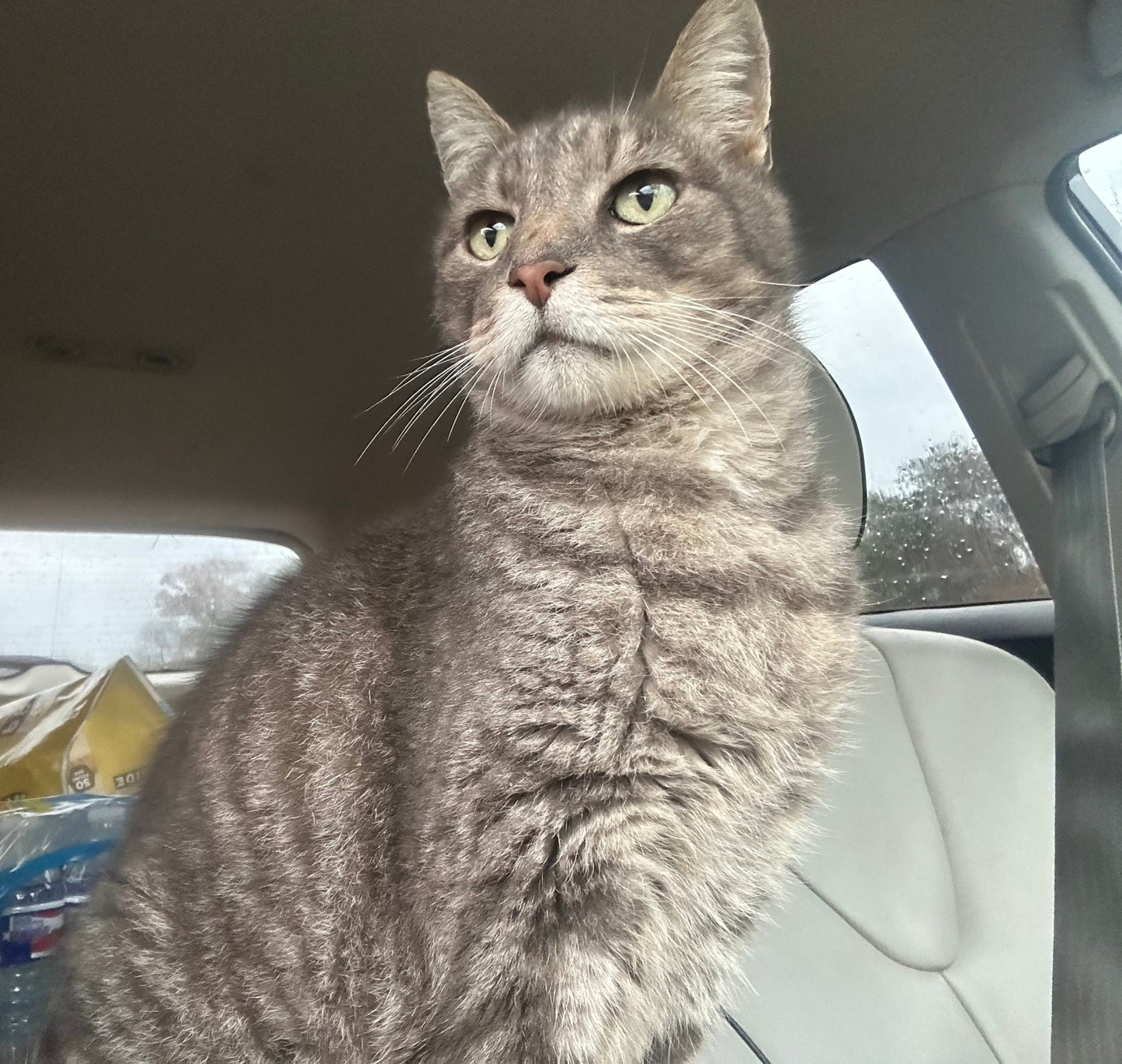 One Pound PawsTHRIVE catSNAPPUR Blend - pawsTHRIVE Processing