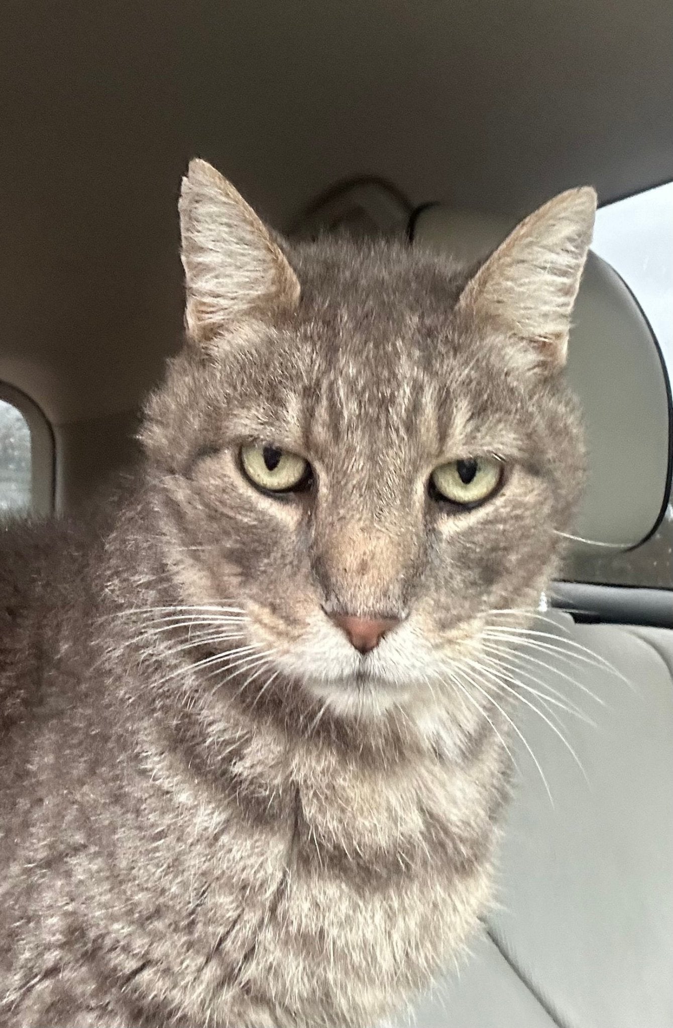 One Pound PawsTHRIVE catSNAPPUR Blend - pawsTHRIVE Processing