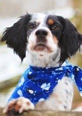 Bandana, Bow, Flower Finisher(add to bath or groom) - pawsTHRIVE Processing
