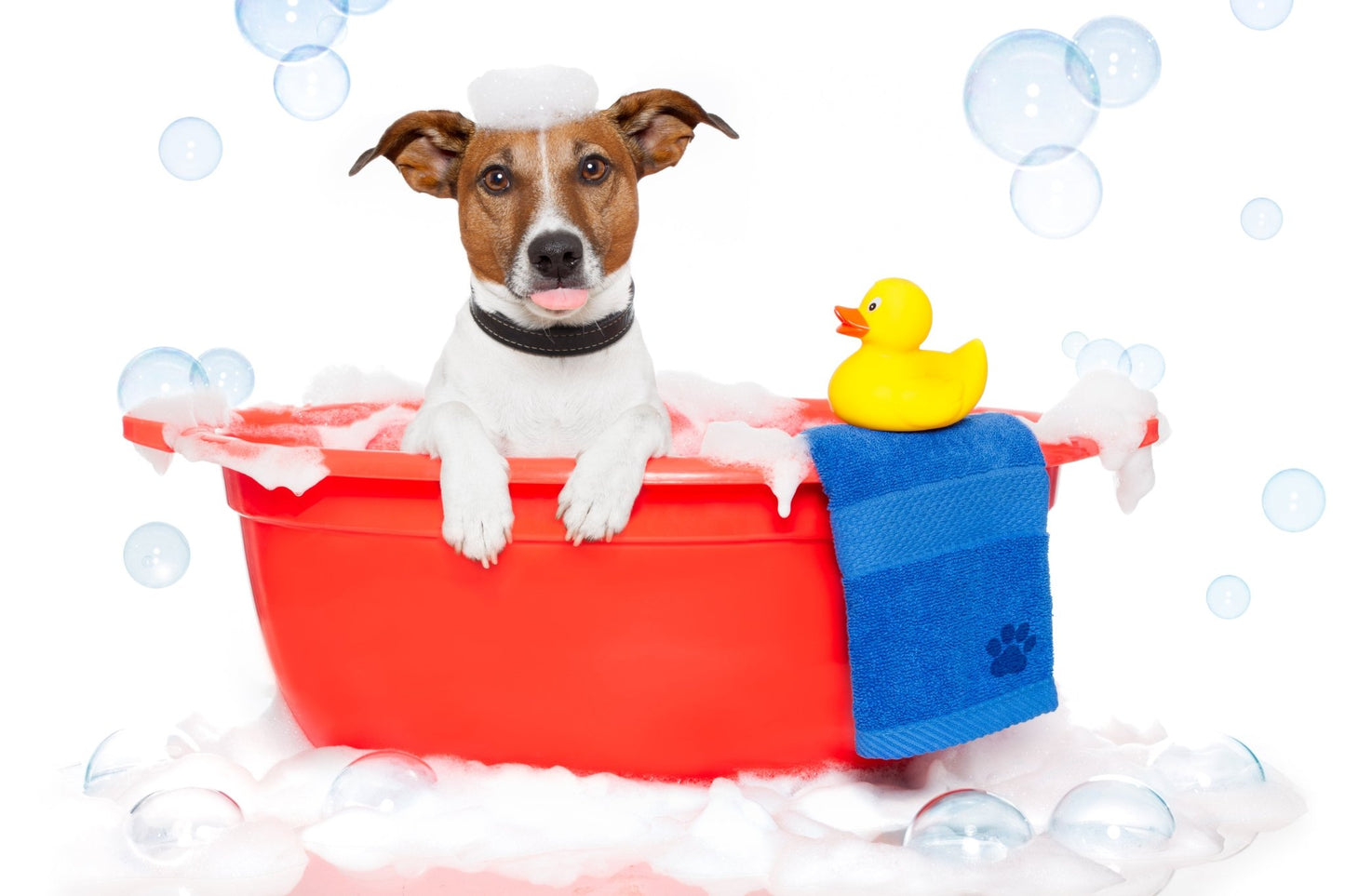 K9 Short Hair Bath Only - pawsTHRIVE Processing