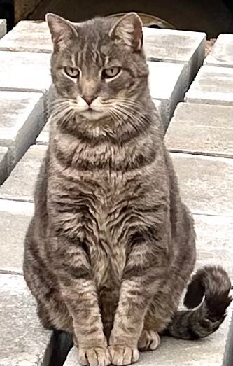 Taurine… What is it good for, and who? - pawsTHRIVE Processing