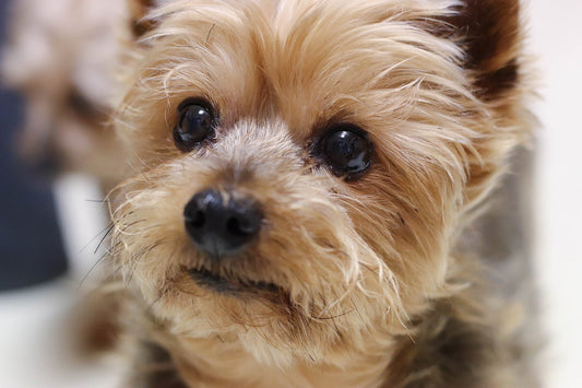 Clean Eating For Pets - pawsTHRIVE Processing