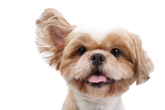 K - 9 Long Hair Bath Only - pawsTHRIVE Processing